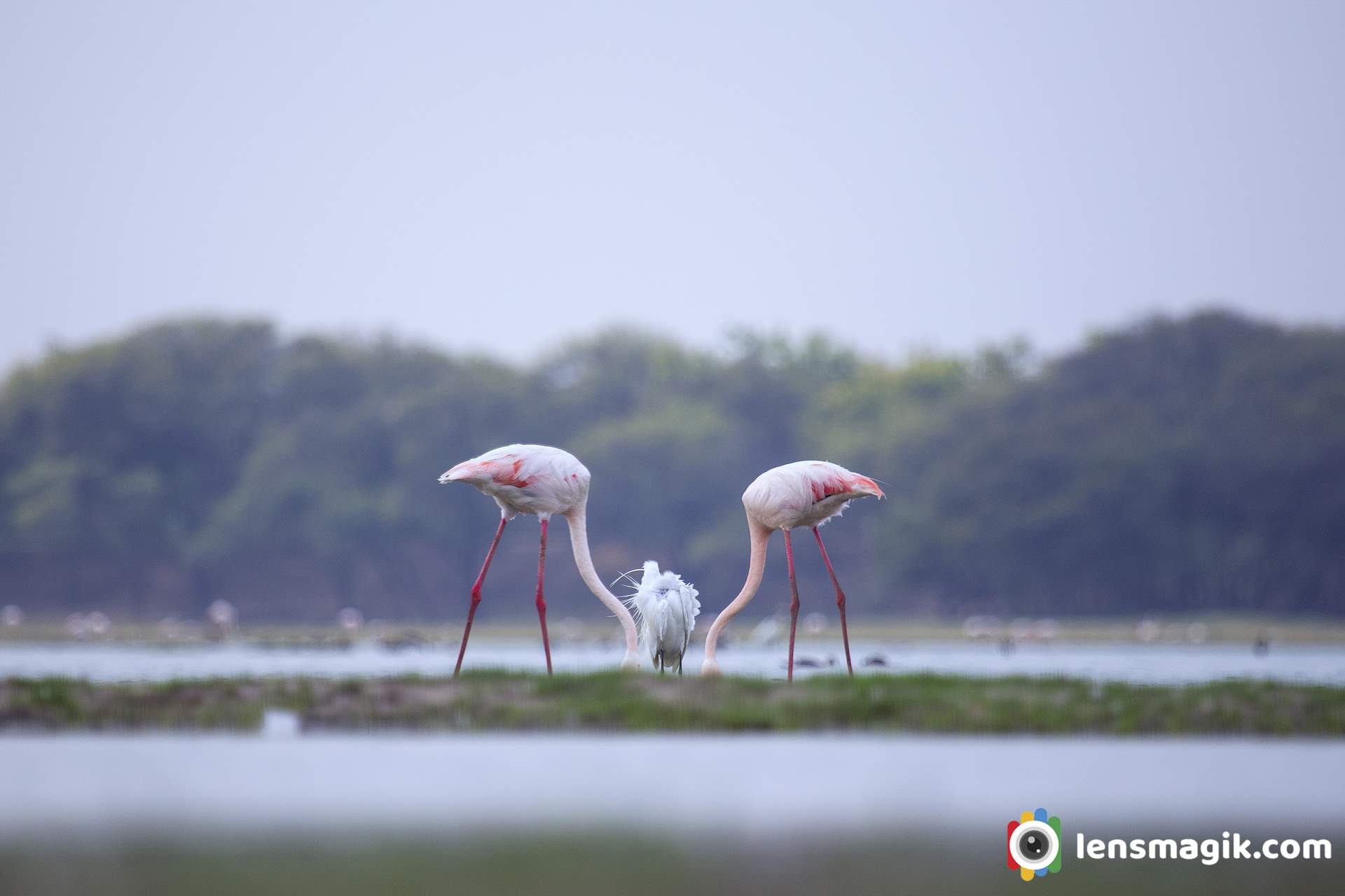 Flamingo At Thol Lake