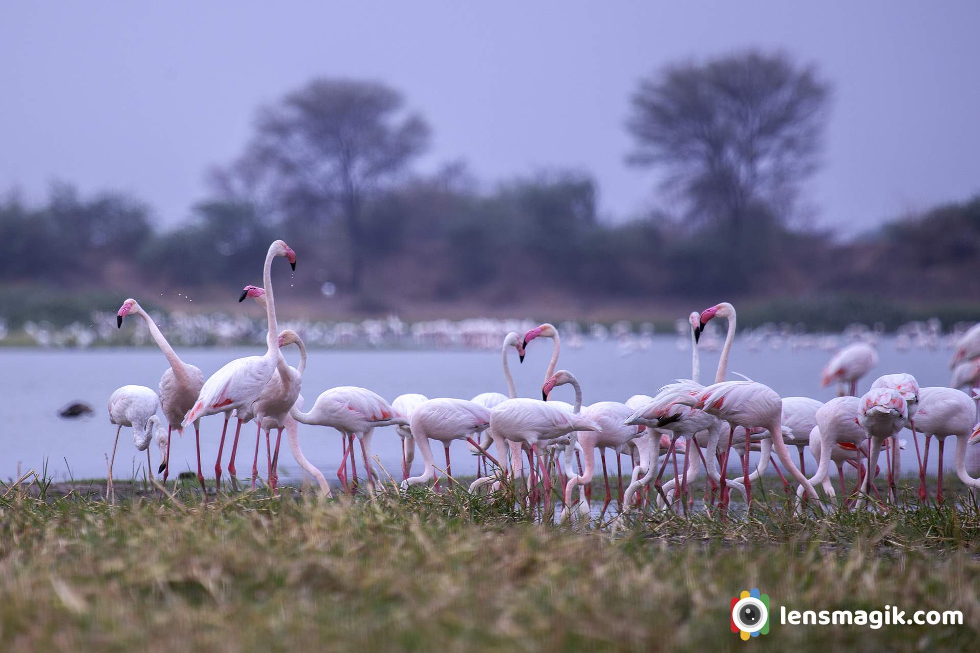 Flamingo Breeding