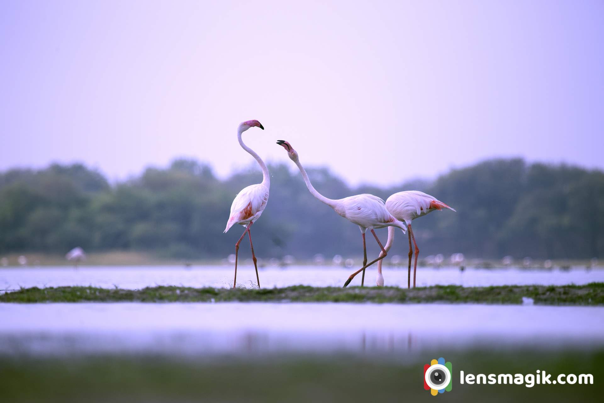 Greater Flamingos