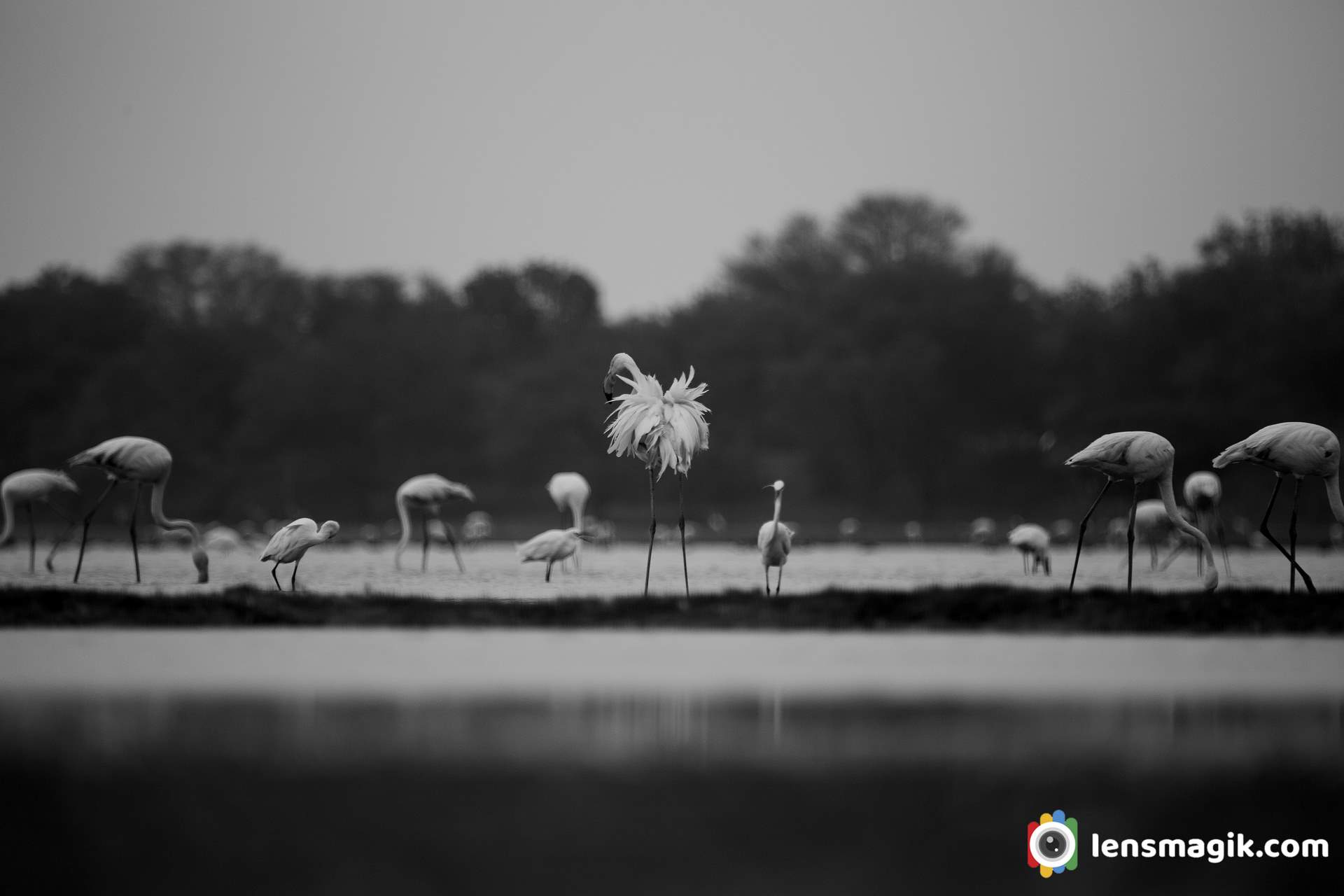 lesser flamingo Bird