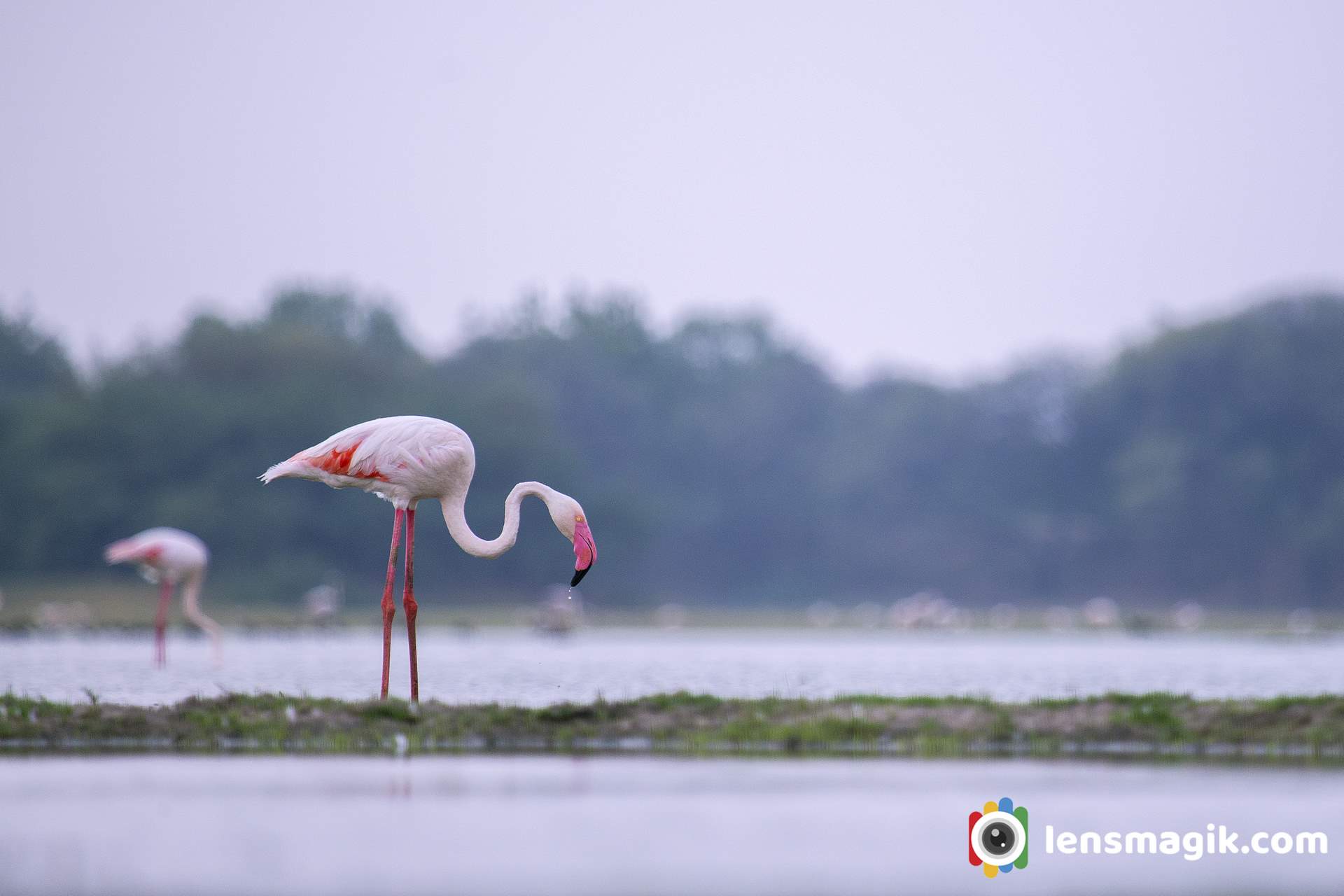 Migratory birds Gujarat