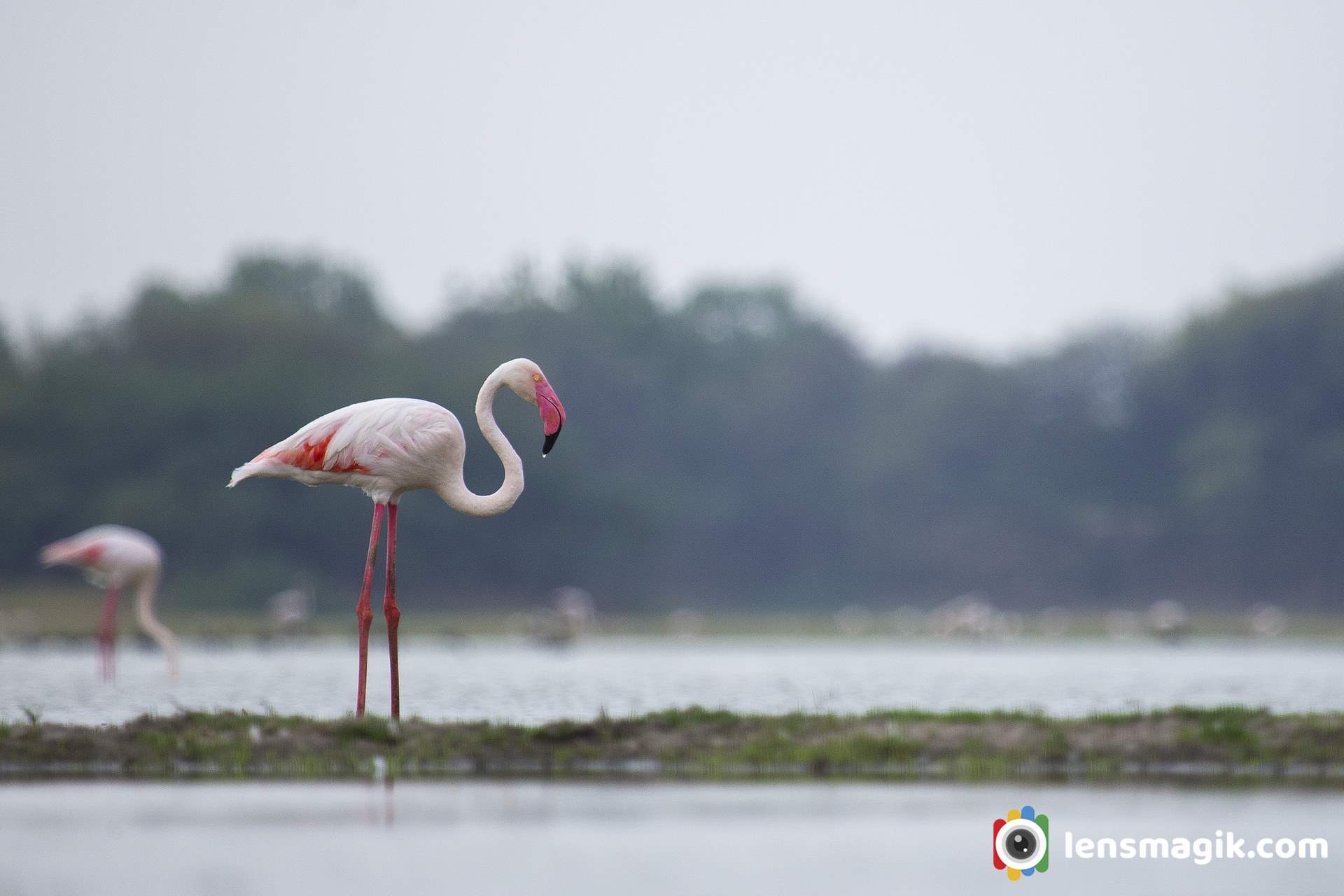 Flamingo Lifespan