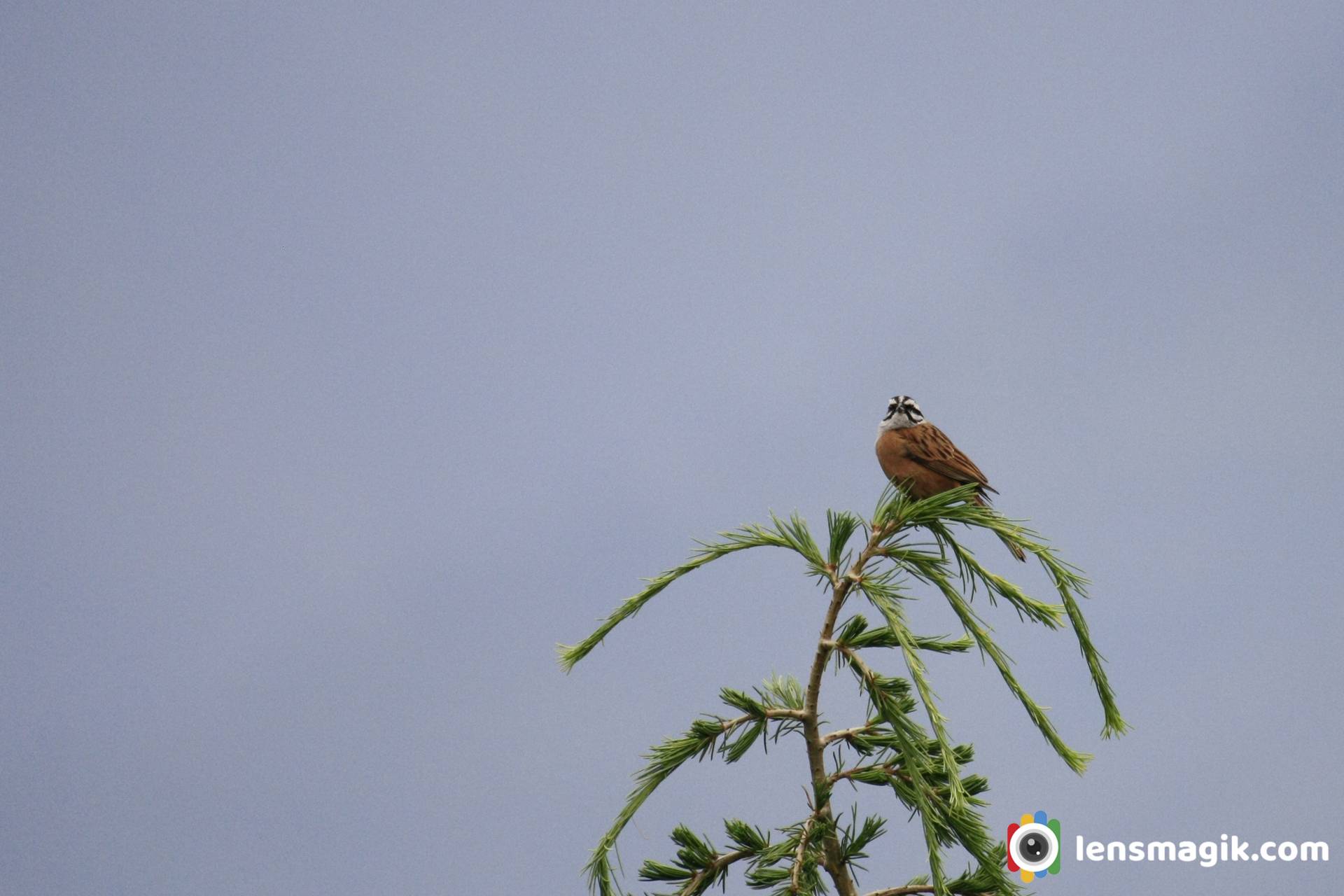 Himalayan Bird