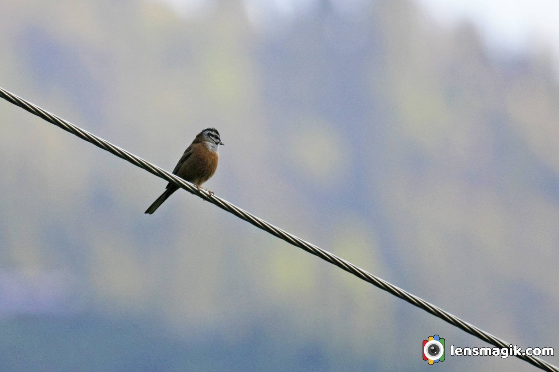 Bird of Manali