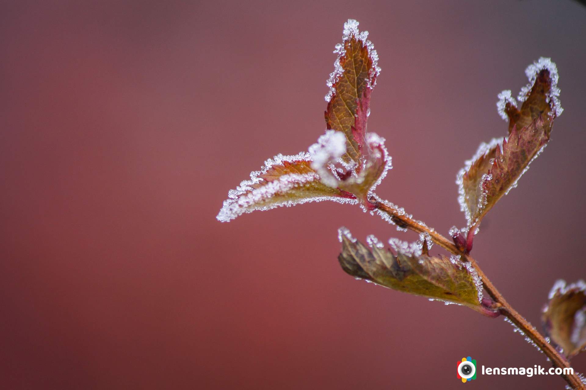 Morning Frost