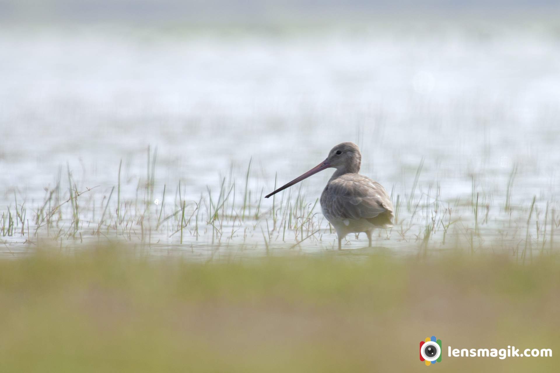 Black Tailed Godwit