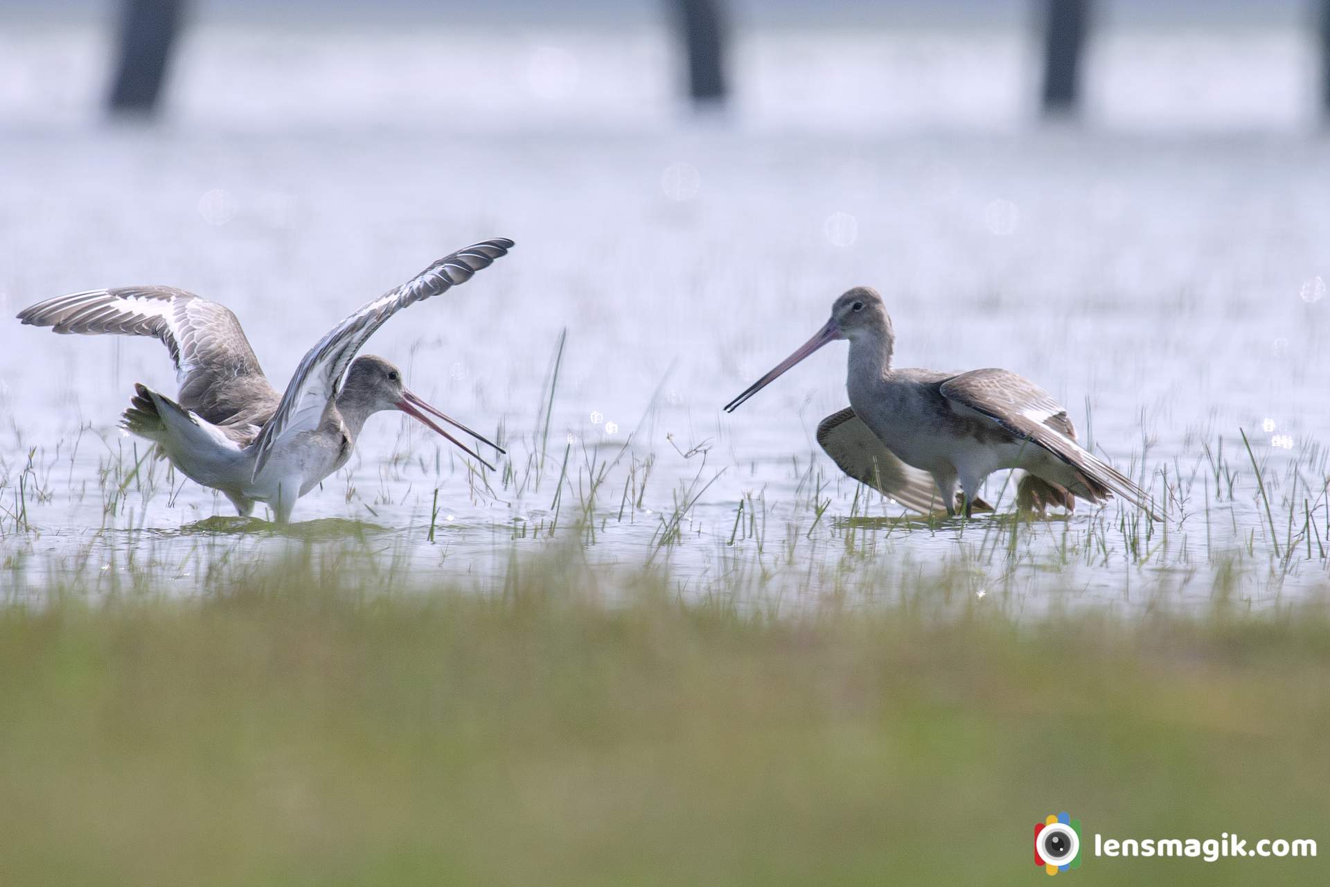 Thol Bird Sanctuary