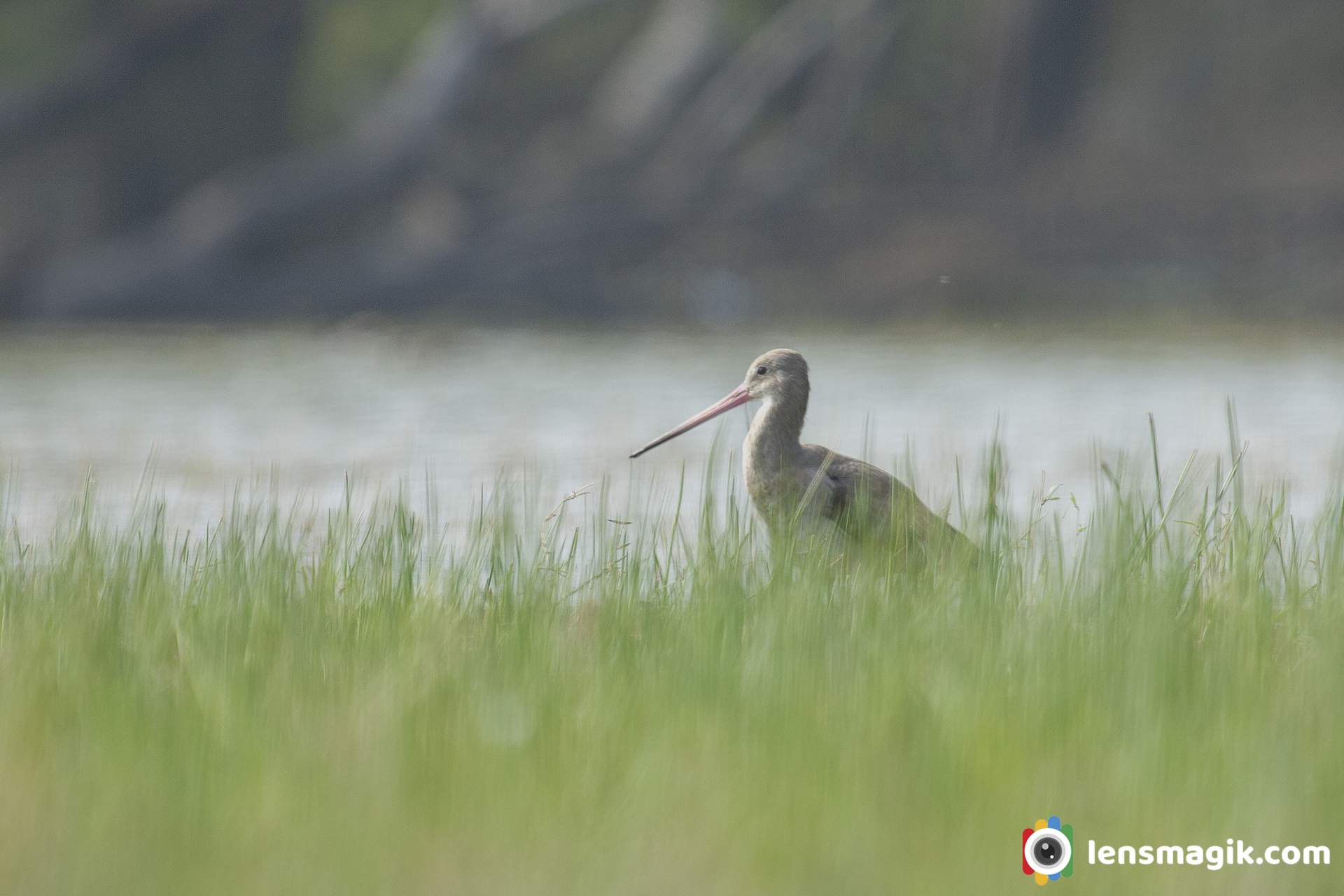 Waders Bird