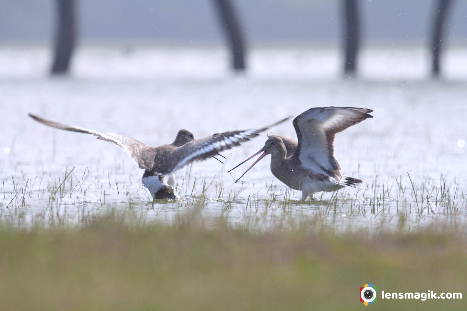 Fight Black Tailed Godwit