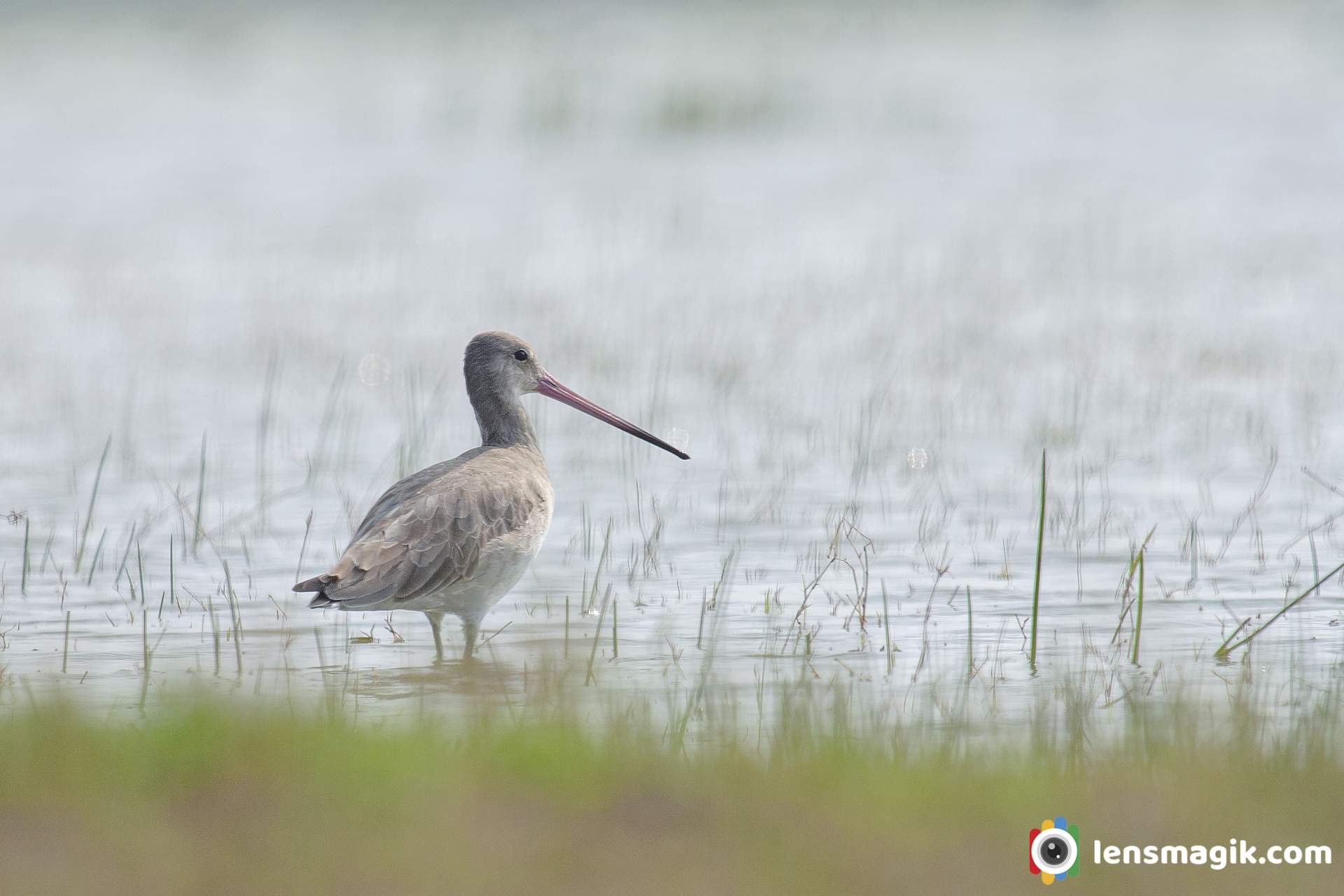 Birds of Gujarat