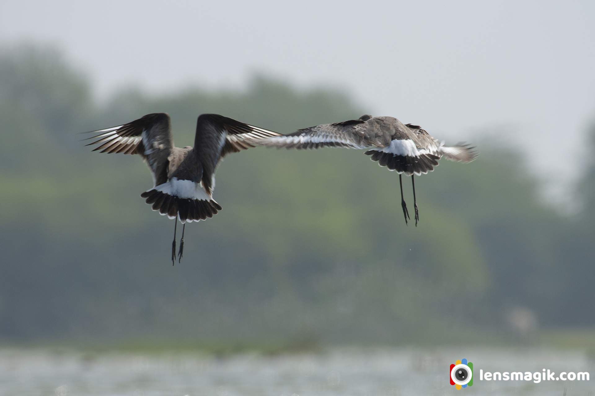 Birds fighting