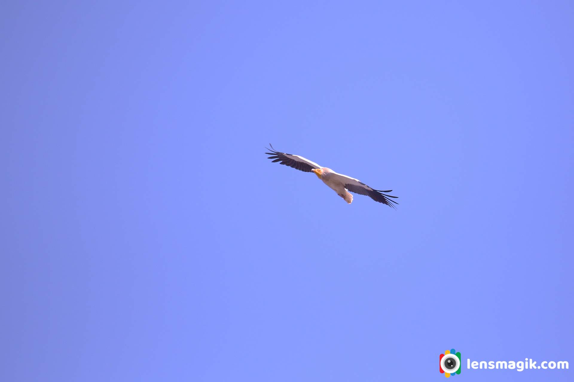 Egyptian Vulture In Gujarat