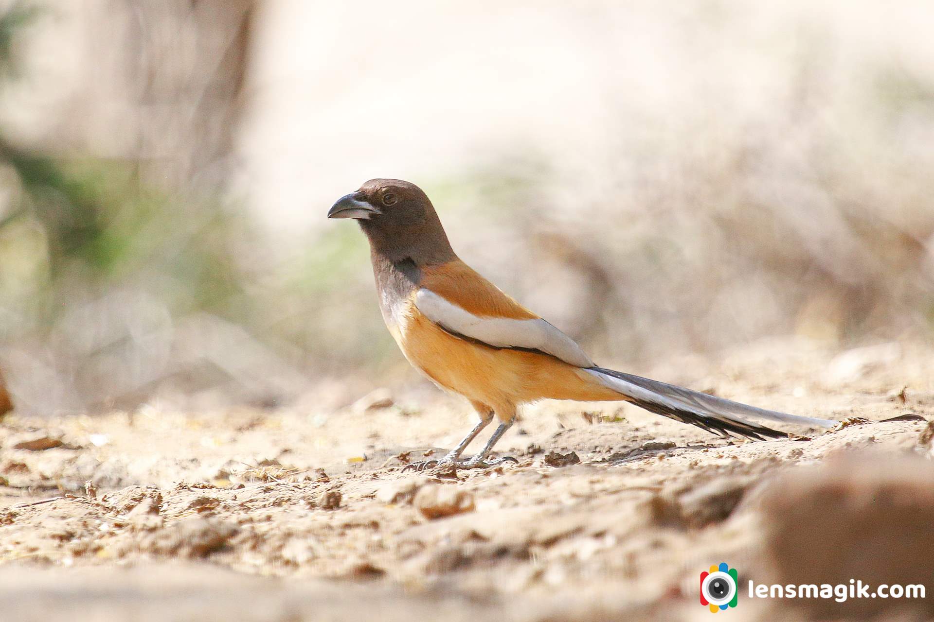 Bird Sanctuary Gujarat