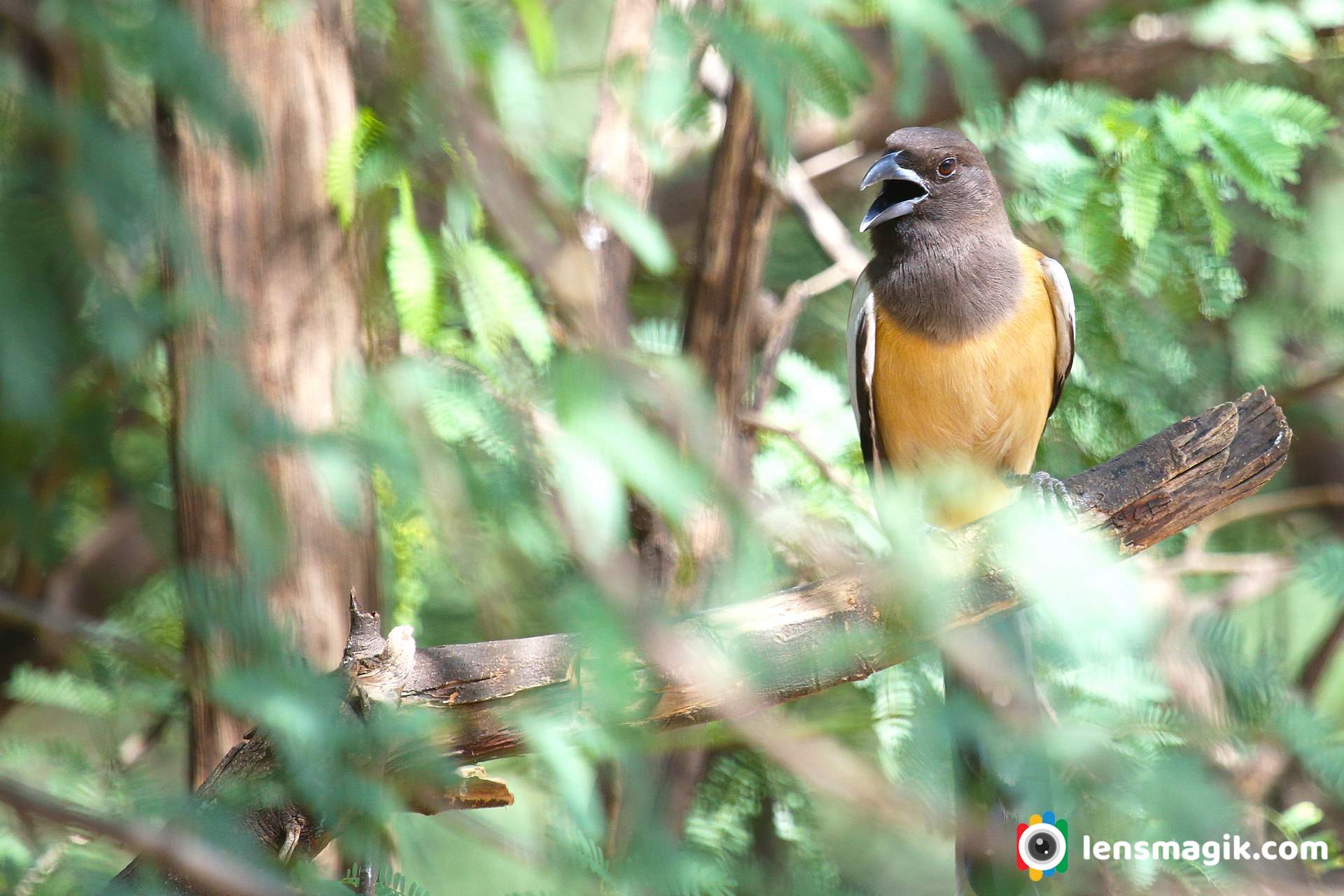 Birds found in Gujarat