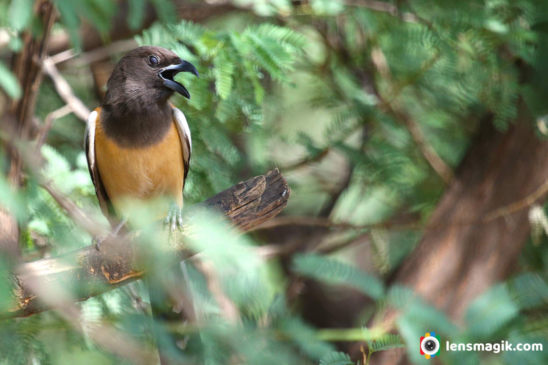 Crow Family Bird