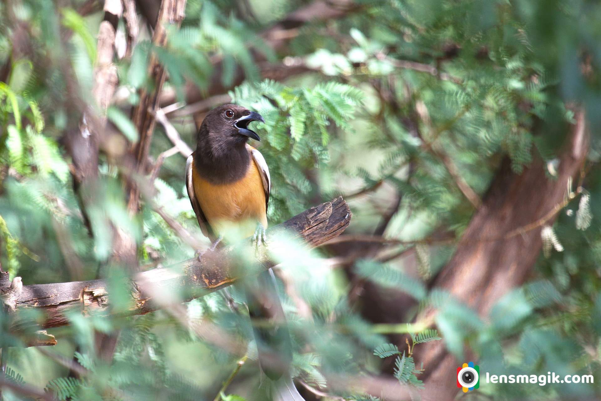 Treepie bird call