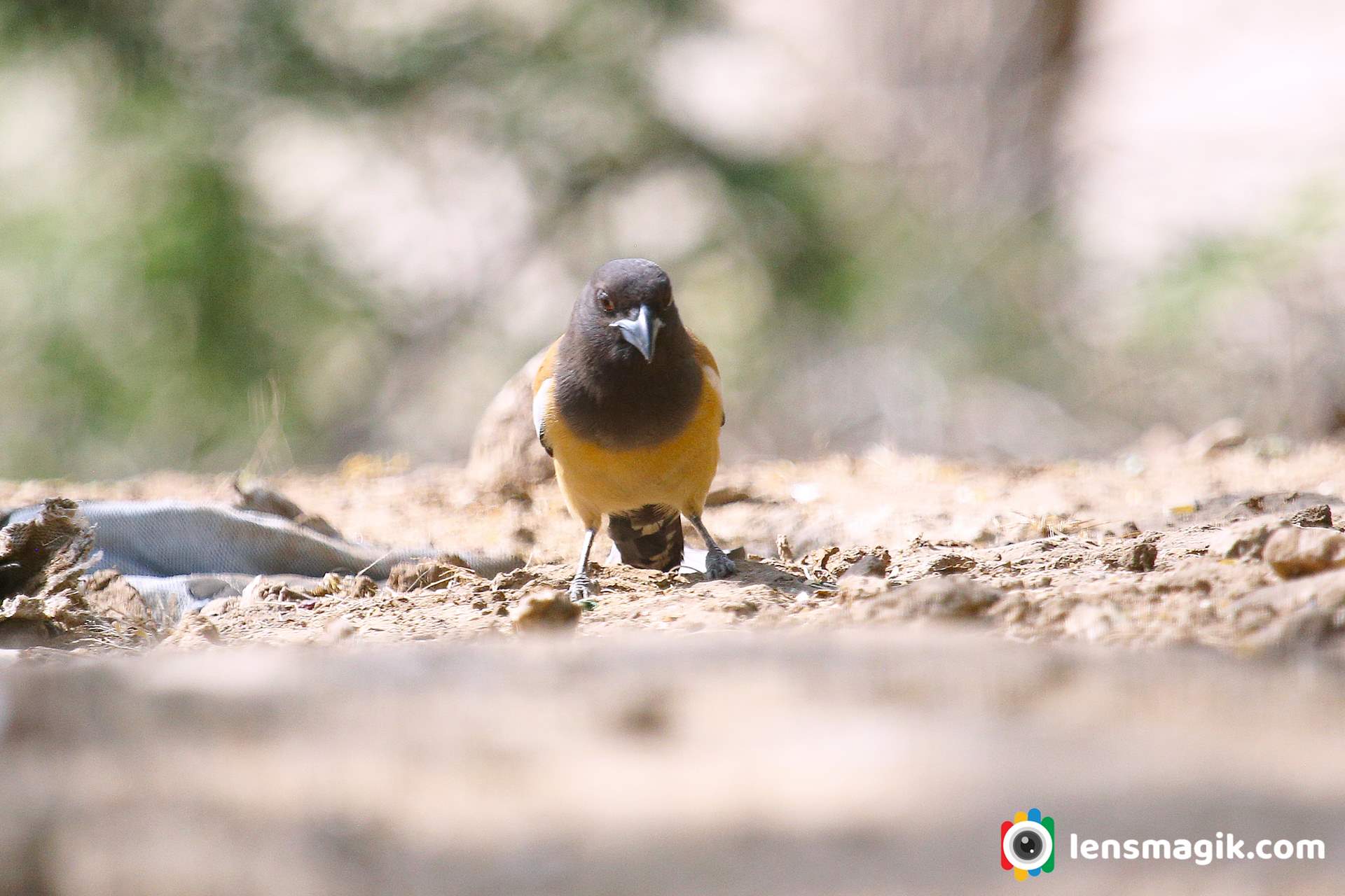 Birding in Gujarat