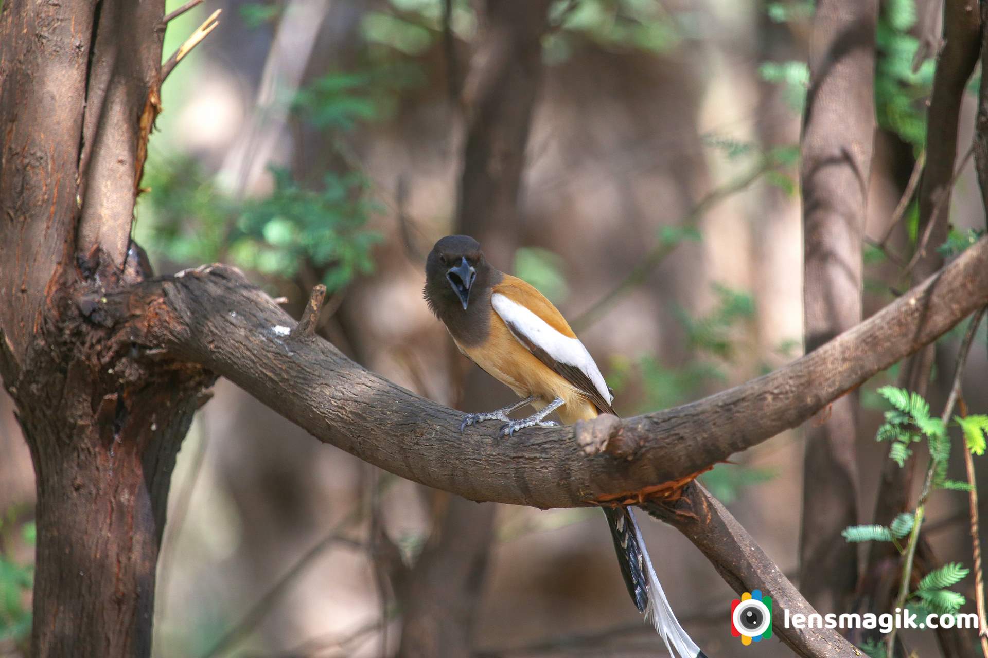 Treepie call