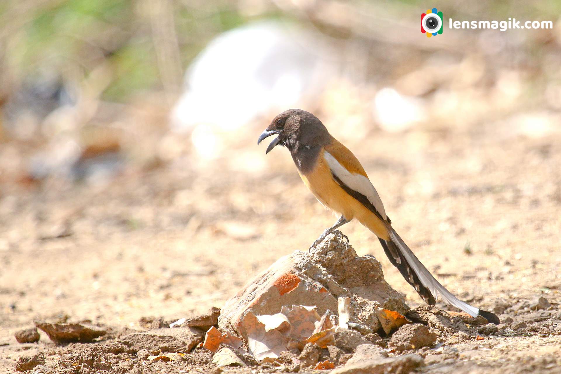 Rufous Treepie close up