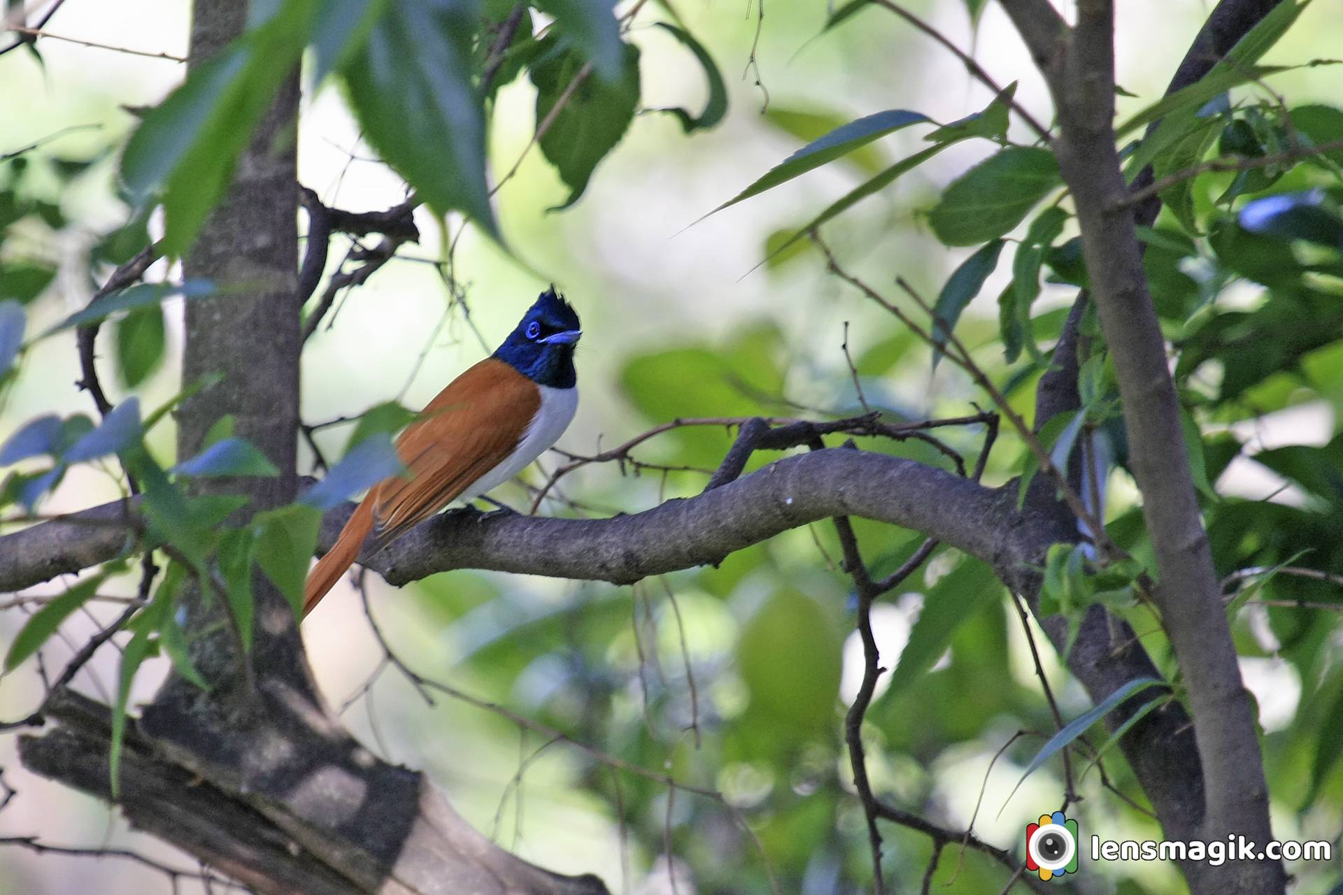 Indian Paradise Flycatcher