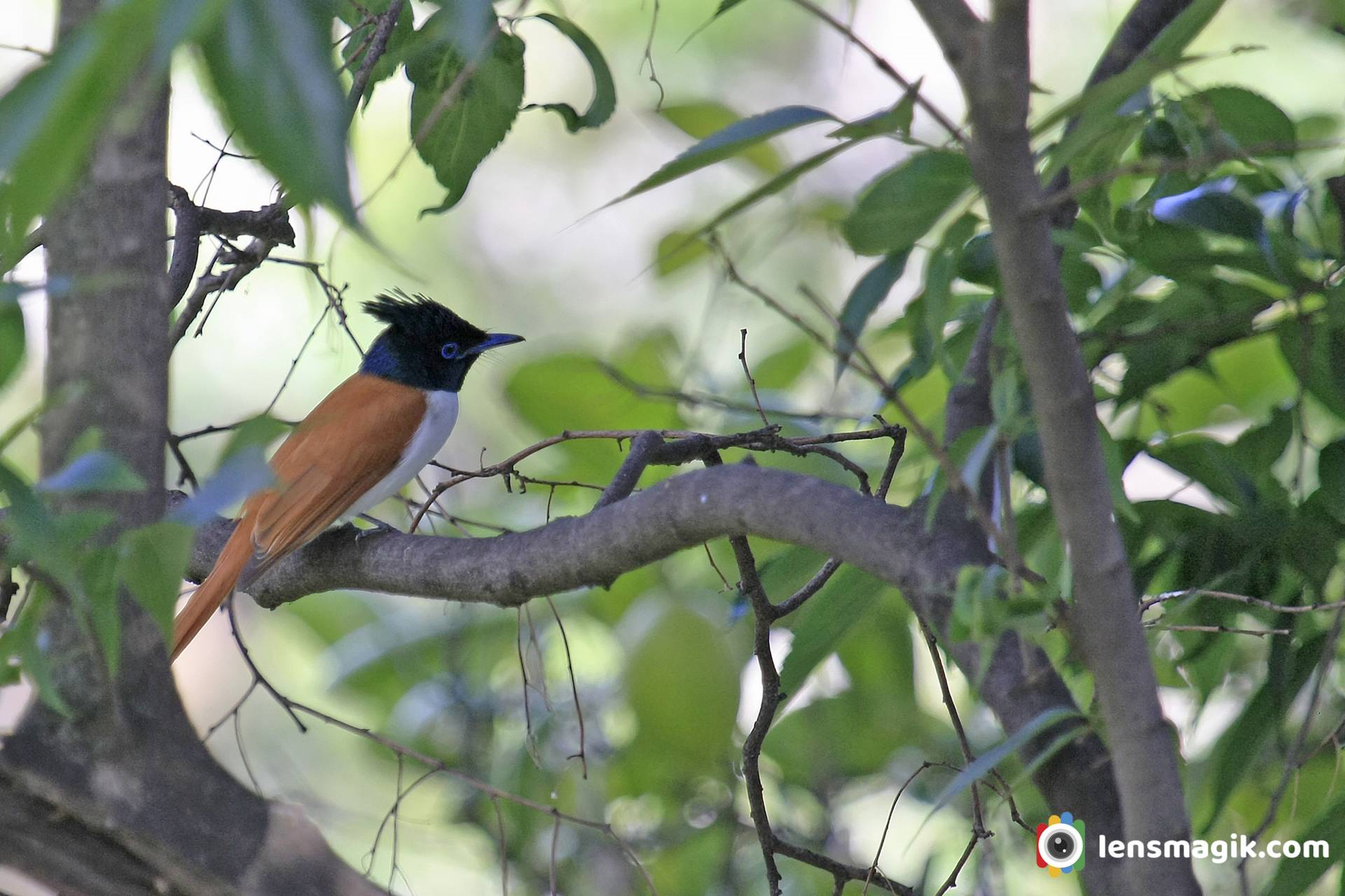 Asian Paradise Flycatcher