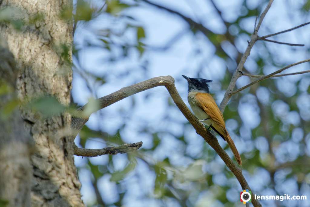 Flycatchers of India