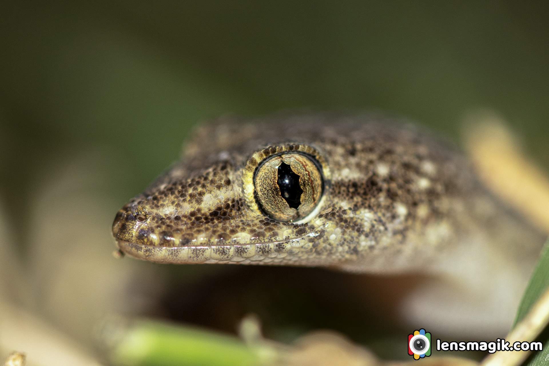 Lizards found In India