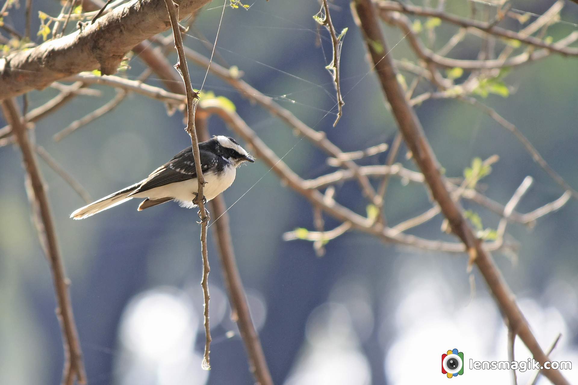 Birds of Gujarat