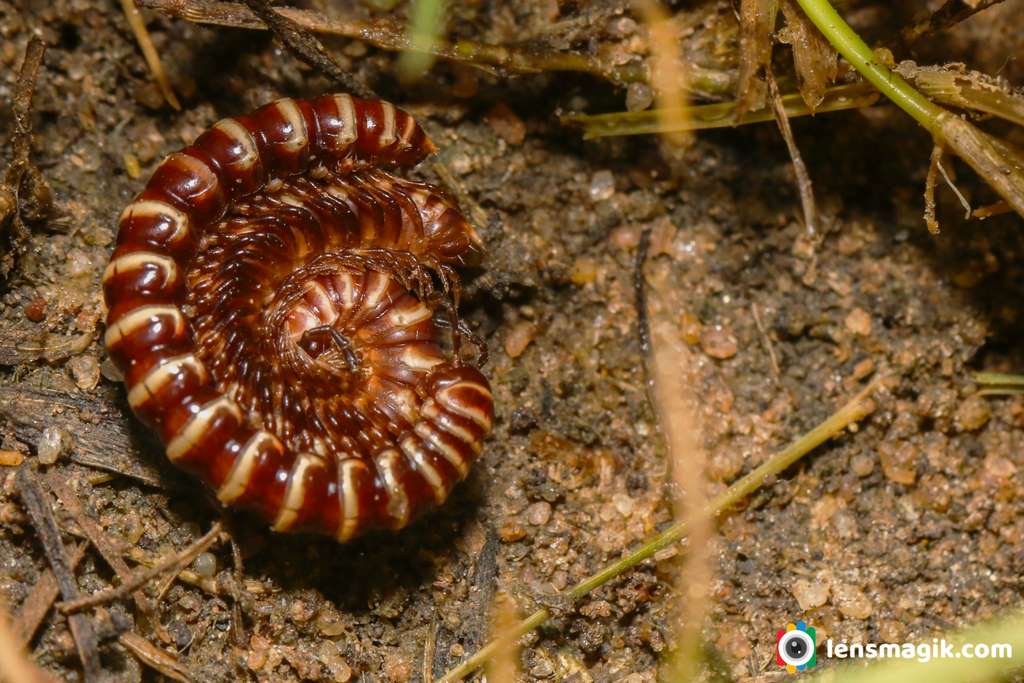 Caterpillar Matting