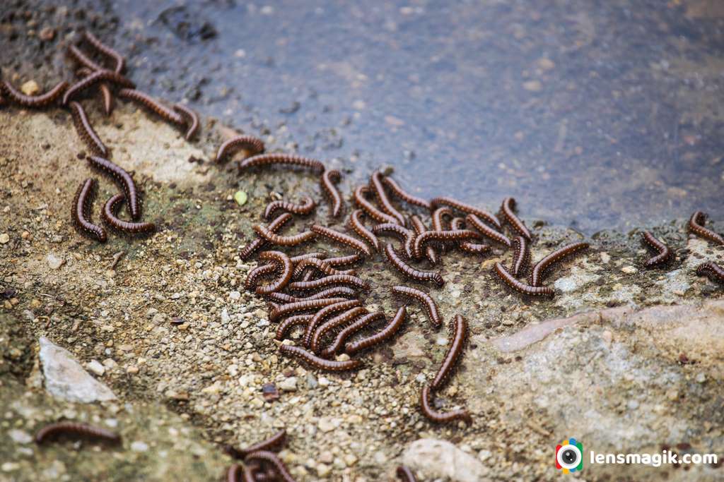 Group of Caterpiller