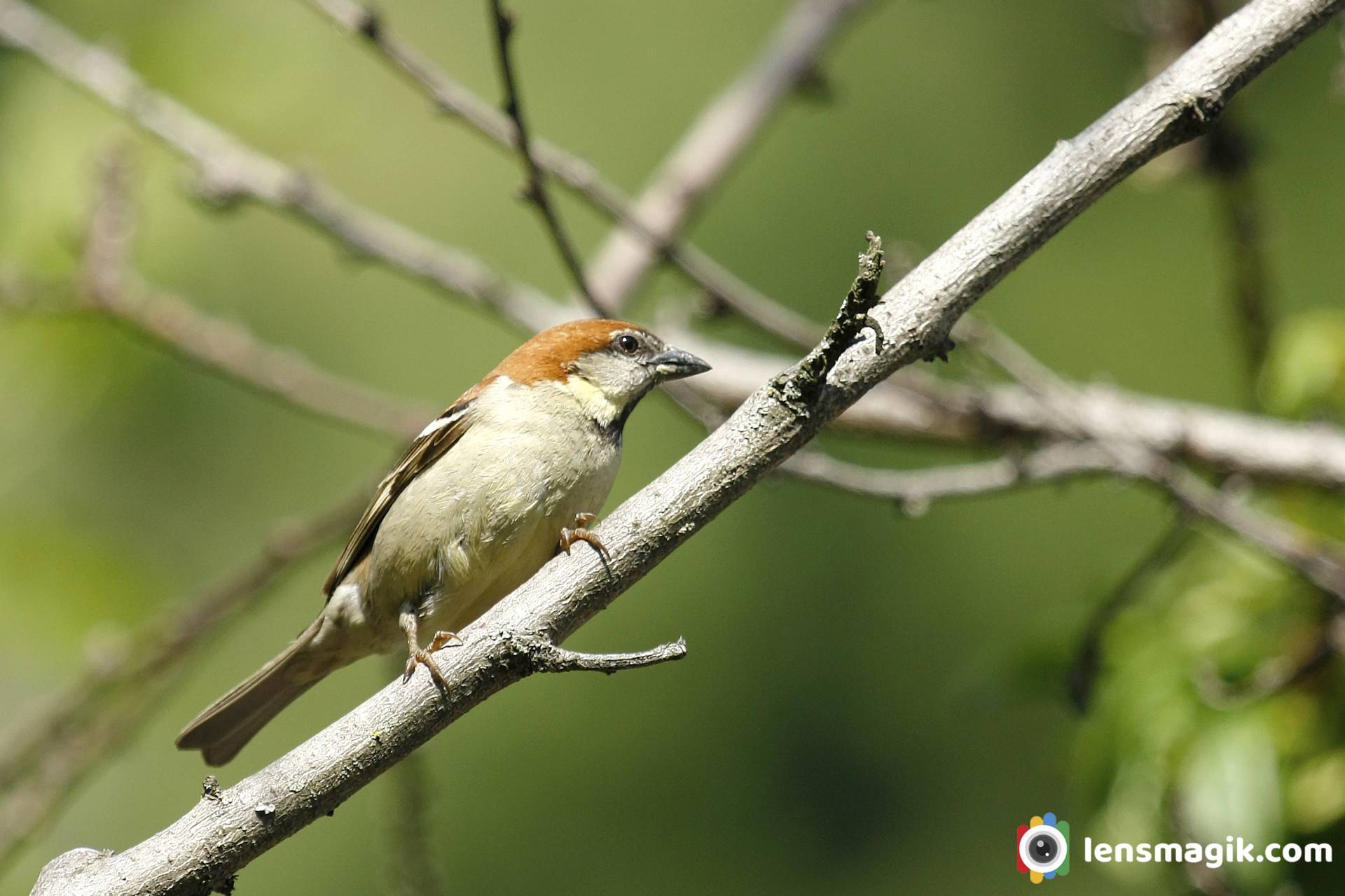 Sparrow bird