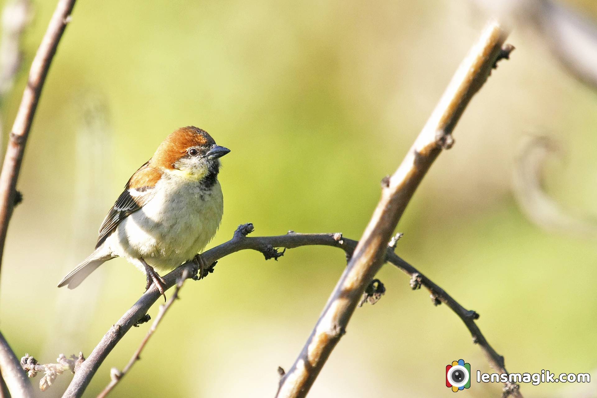 Russet Sparrow