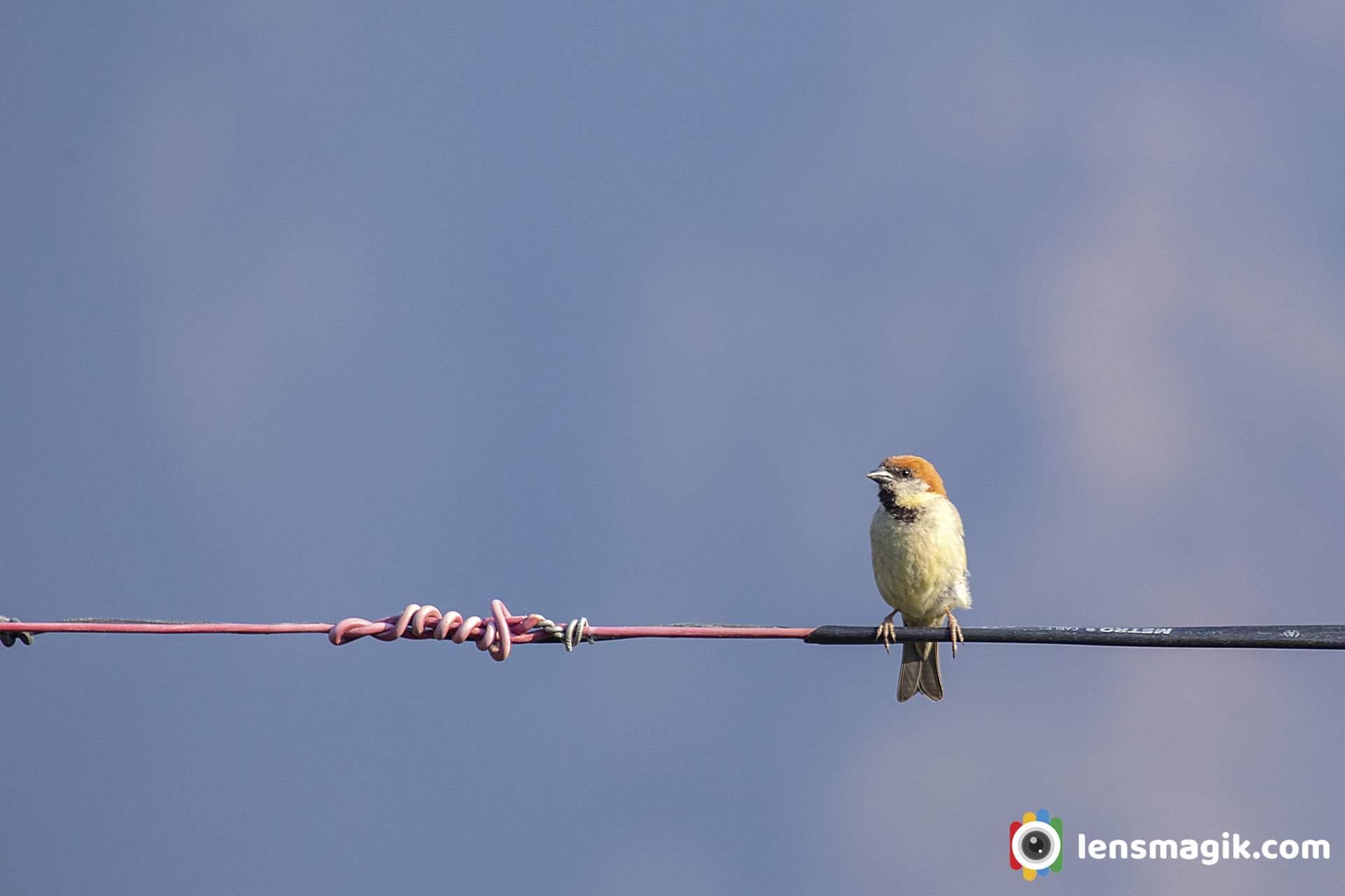 Sparrow at Himalayas