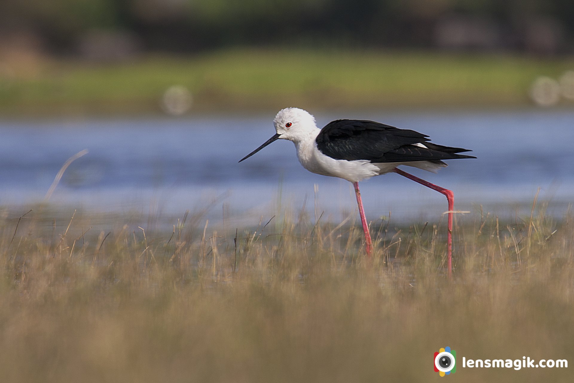 Birds of Gujarat