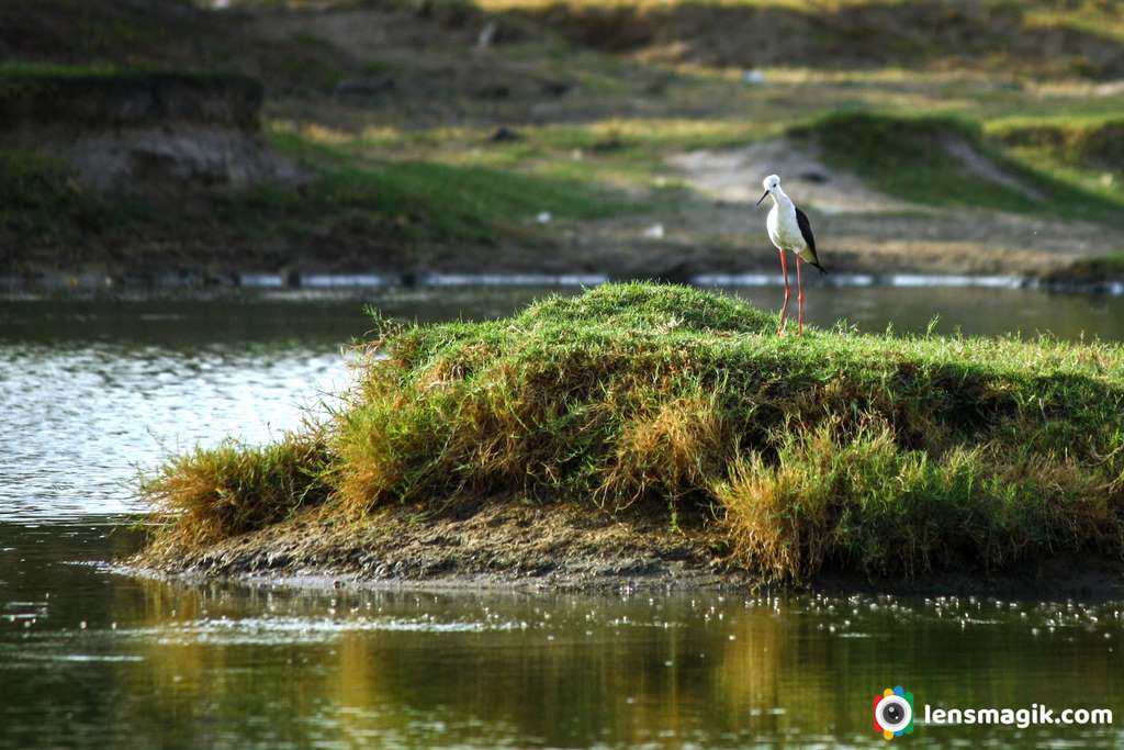 Long leg birds