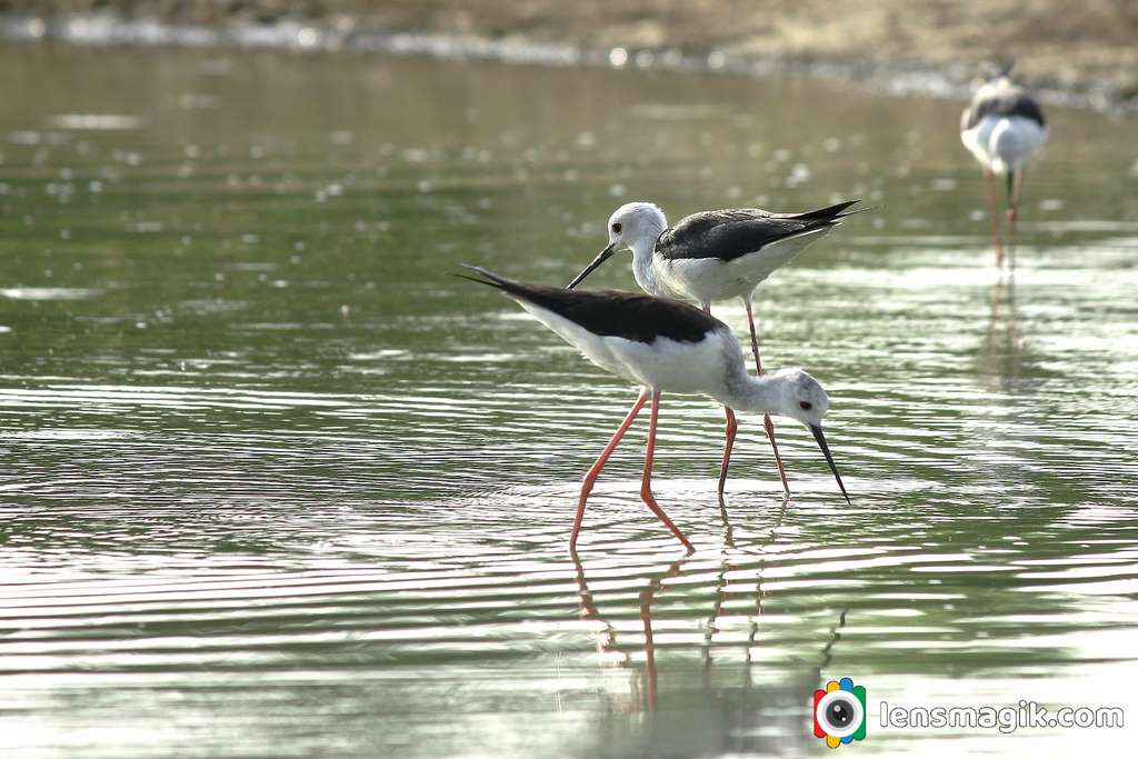 Birds around me