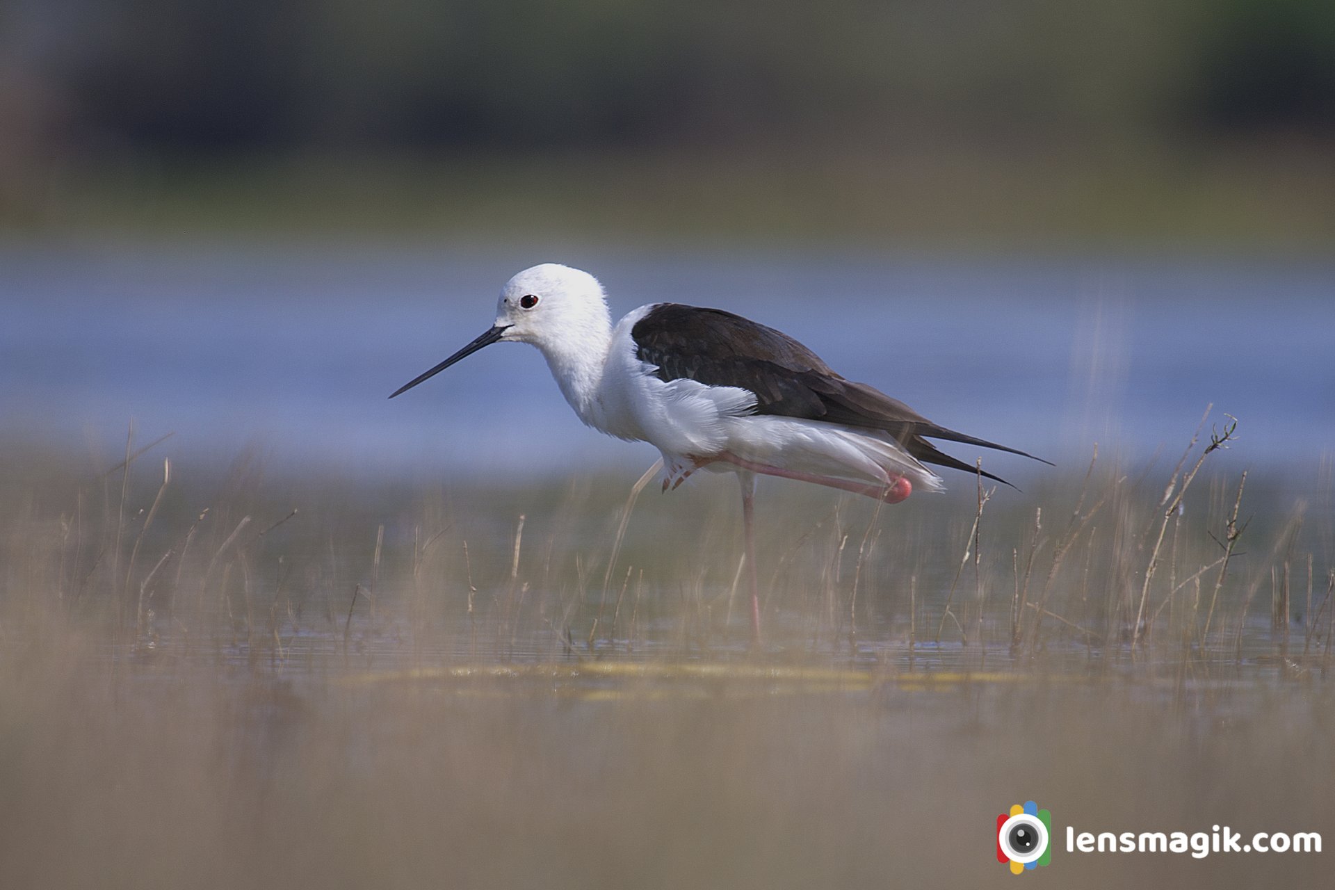 Thol Bird Sanctuary