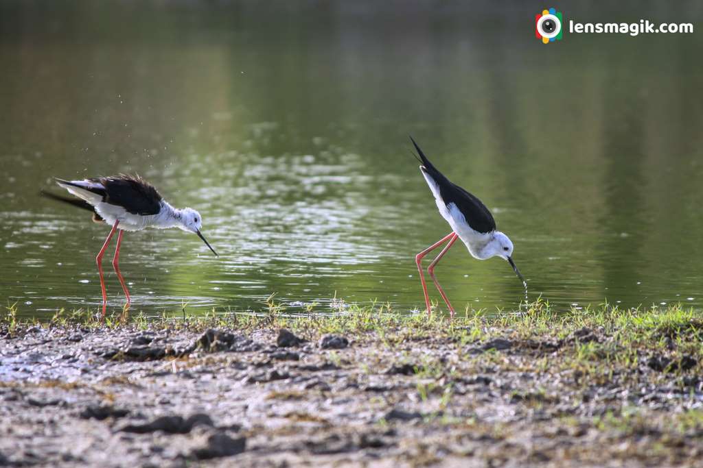 Pair of Stilt Bird