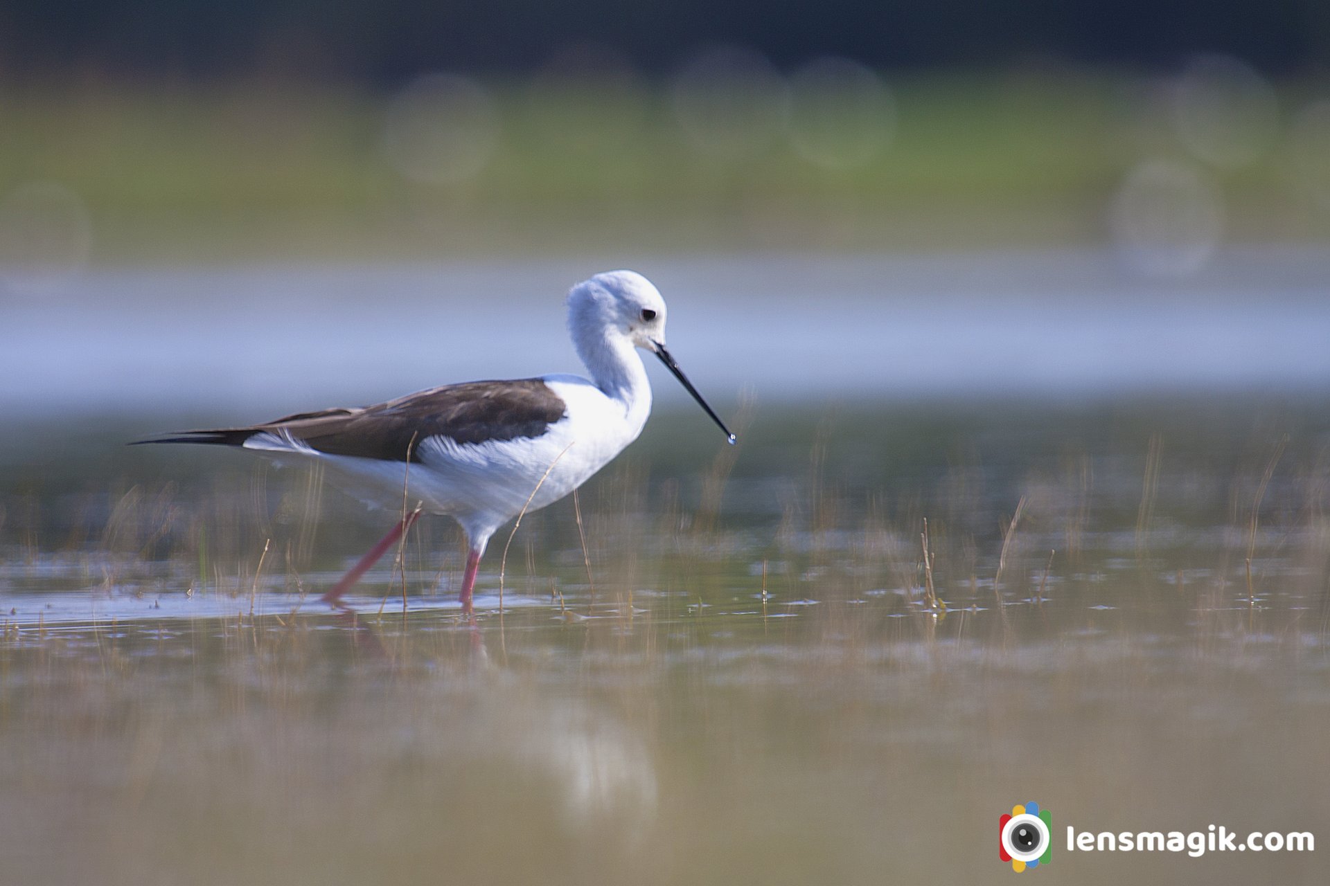 About Stilt Bird