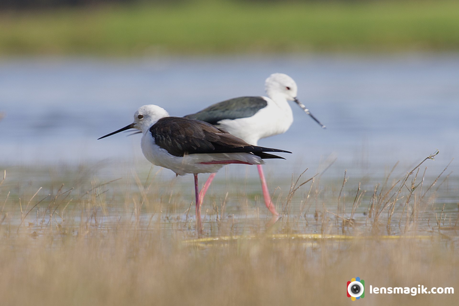 Waders Bird