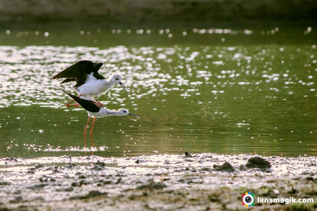 Stilt bird Matting