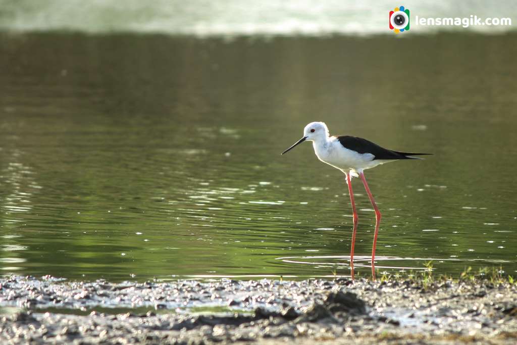 water birds