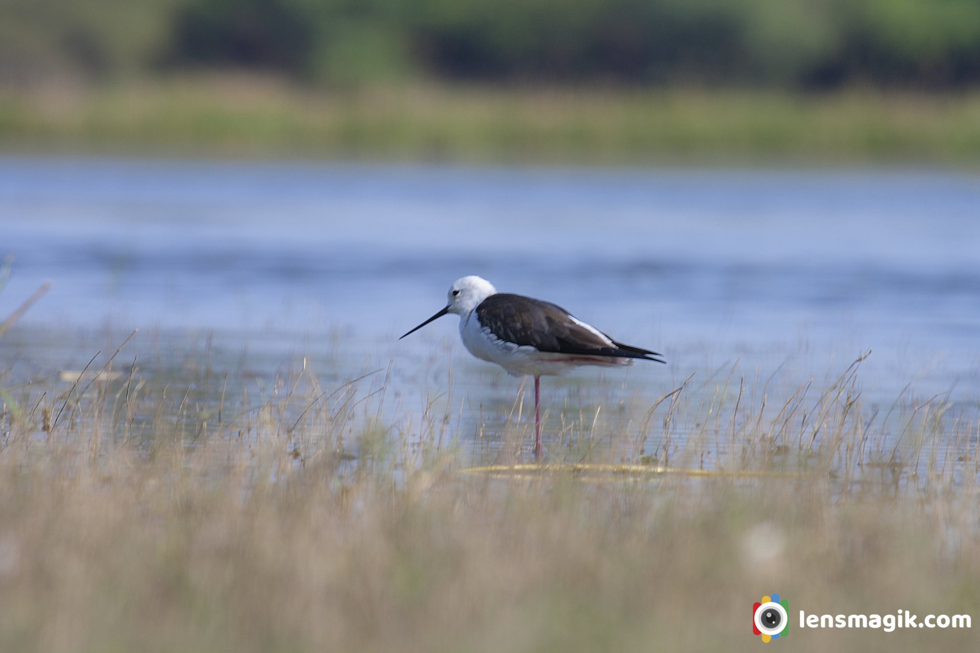 Black Winged Stilt