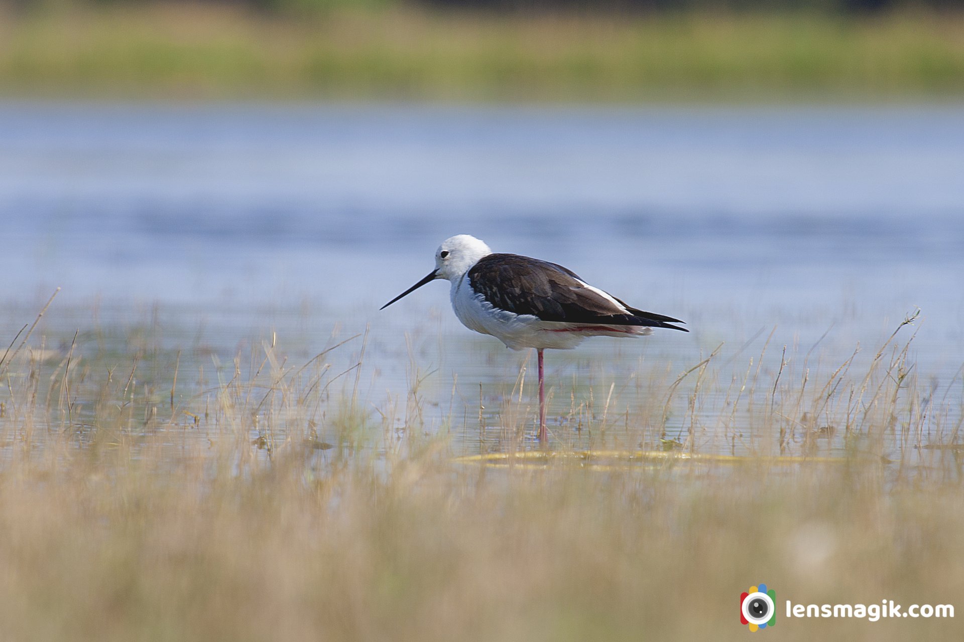 Black Winged Stilt Bird