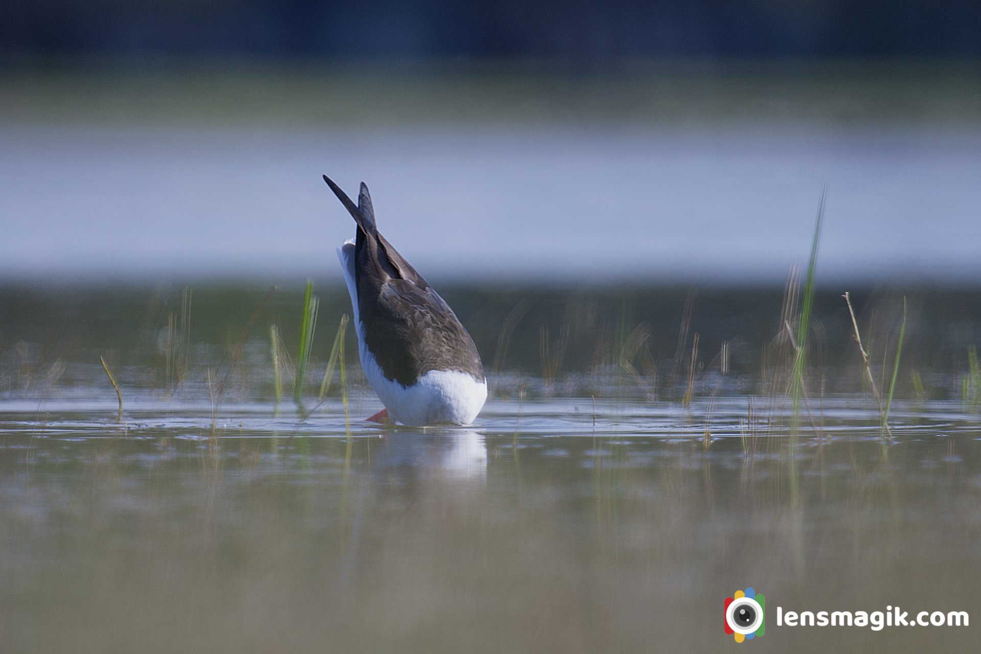 stilt bird