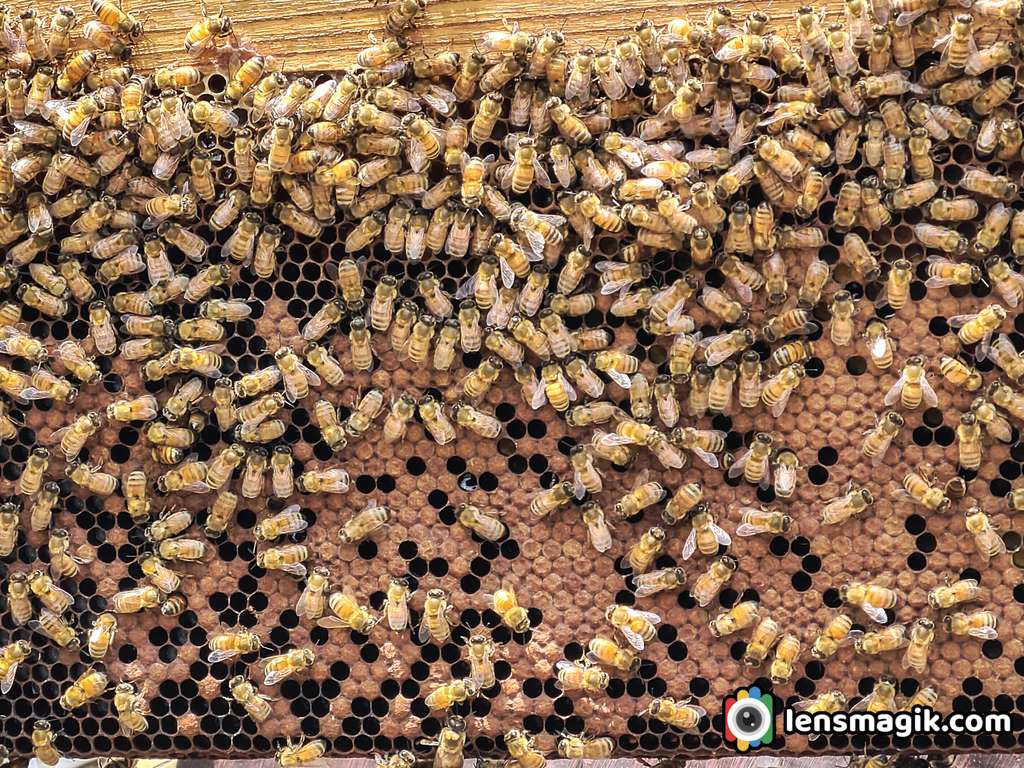 Honey Bee farming Spiti valley