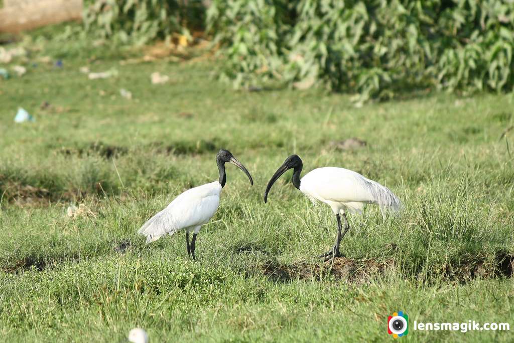 Birds of Gujarat