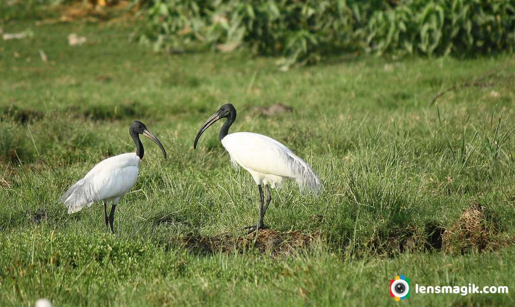 Orientle White Ibis