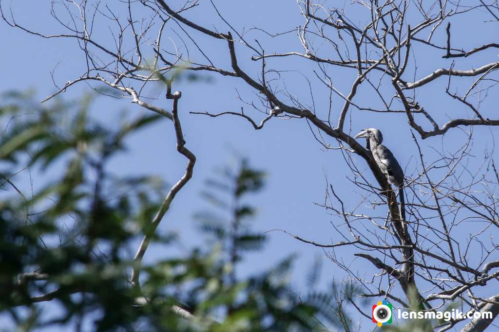 Hornbill Of India