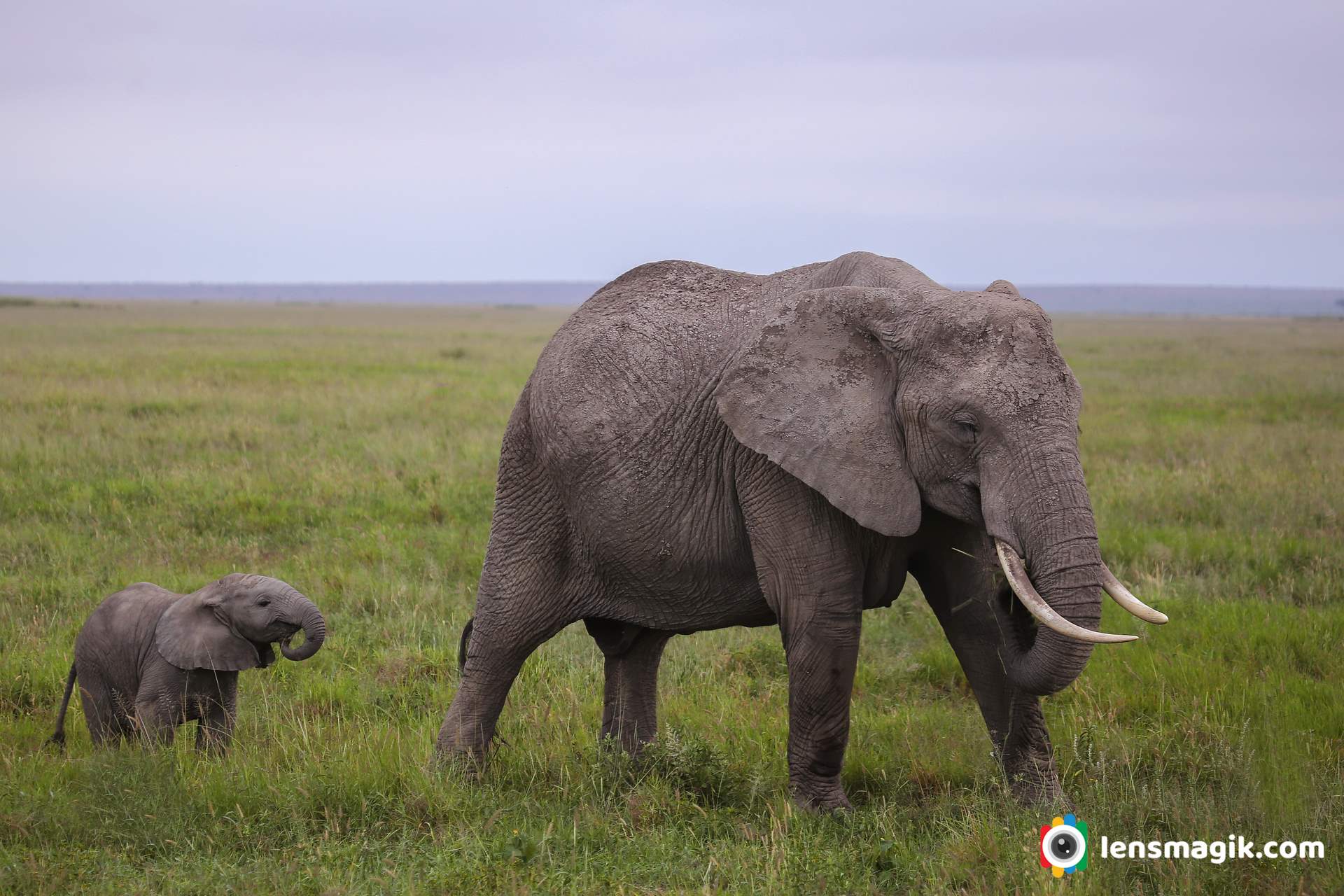 Elephant with Cub